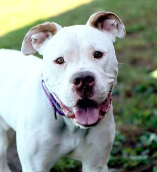 Finley (AO37875) -  American Bulldog Dog for Adoption in Kansas City, Kansas - Finley (AO37875) | PetCurious
