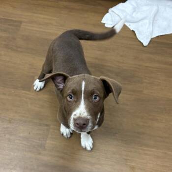 Chocolate Labrador Retriever and Pit Bull Terrier Dogs Available for Adoption in Beaumont, Texas - Cosmic | PetCurious
