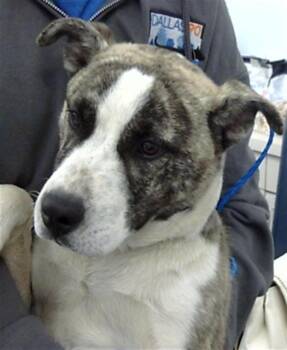 Rescue Mixed Breed Dogs for Adoption in Dallas, Texas - MAX | PetCurious