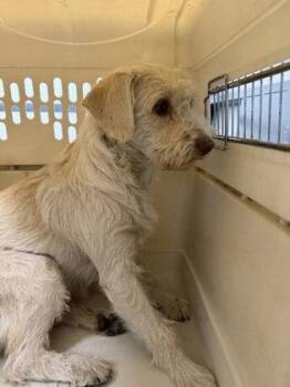 Bell -  Terrier Dog for Adoption in Oakland, California - Bell | PetCurious