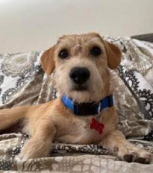 Norman -  Terrier and Dachshund Dog for Adoption in San Diego, California - Norman | PetCurious