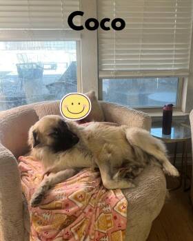 Anatolian Shepherd and Great Pyrenees Dogs Available for Adoption - Coco | PetCurious