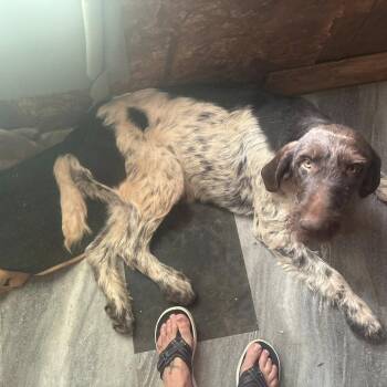 Daisy (BONDED with BENELLI Monroe, North Carolina) -  German Wirehaired Pointer Dog for Adoption in Santa Rosa, California - Daisy (BONDED With BENELLI Monroe, North Carolina) | PetCurious