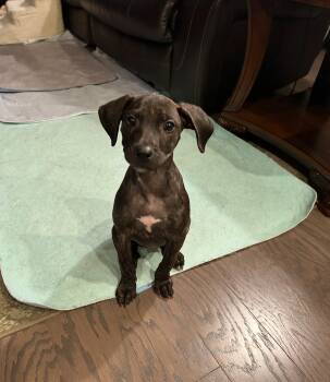 Rescue Terrier and American Staffordshire Terrier Dogs for Adoption in Conroe, Texas - Ophelia | PetCurious