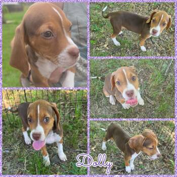 Dolly -  Treeing Walker Coonhound Dog for Adoption in Blacksburg, South Carolina - Dolly | PetCurious