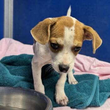 Hammy -  Mixed Breed Dog for Adoption in Las Cruces, New Mexico - Hammy | PetCurious