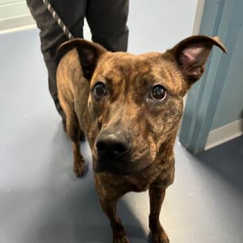 Lily -  Pit Bull Terrier Dog for Adoption in Greensboro, North Carolina - Lily | PetCurious