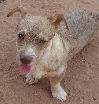 Gypsy -  Chiweenie Dog for Adoption in El Paso, Texas - Gypsy | PetCurious