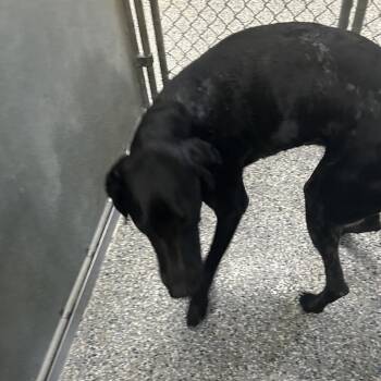 Range Rd Stray -  Hound Dog for Adoption in Roxboro, North Carolina - Range Rd Stray | PetCurious