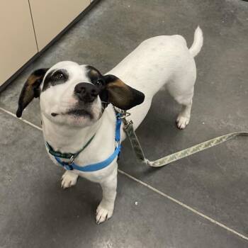 Owen -  Mixed Breed Dog for Adoption in Dickinson, Texas - Owen | PetCurious