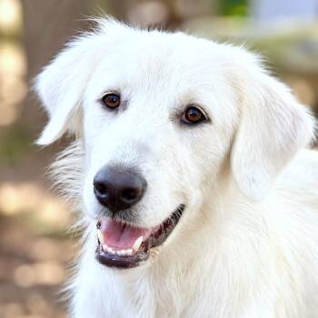 Sky -  Great Pyrenees and Retriever Dog for Adoption in Boerne, Texas - Sky | PetCurious
