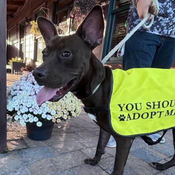 Willard -  Pit Bull Terrier Dog for Adoption in Columbus, North Carolina - Willard | PetCurious