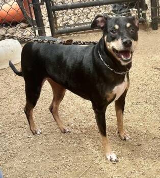 Kona -  Mixed Breed Dog for Adoption in Georgetown, Texas - Kona | PetCurious
