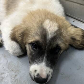 SHENANDOAH -  Great Pyrenees and Mixed Breed Dog for Adoption in Richmond, California - SHENANDOAH | PetCurious
