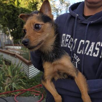 Spike -  Terrier and Mixed Breed Dog for Adoption in Bend, Oregon - Spike | PetCurious