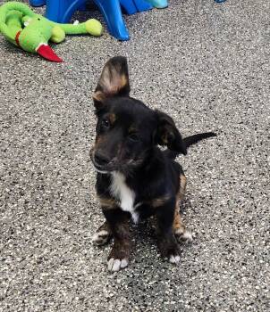 Millie -  Dachshund and Australian Shepherd Dog for Adoption in Siloam Springs, Arkansas - Millie | PetCurious