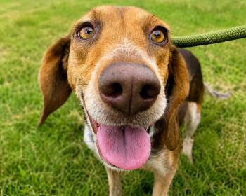 Maple III -  Beagle Dog for Adoption in Dunnellon, Florida - Maple III | PetCurious