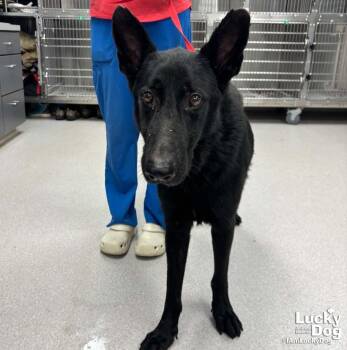 Berry -  Shepherd Dog for Adoption in Washington, District Of Columbia - Berry | PetCurious