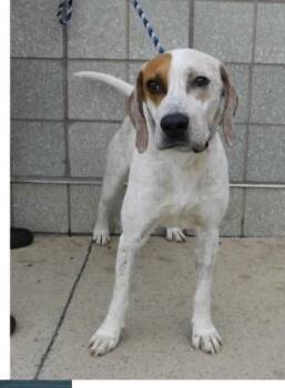 Treeing Walker Coonhound Dogs Available for Adoption - Gibbs  | PetCurious