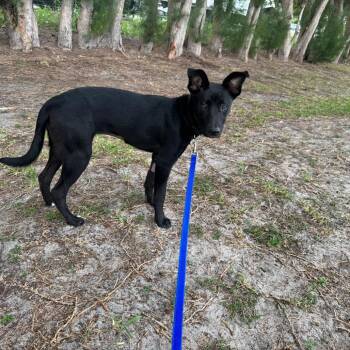 Australian Kelpie Dogs Available for Adoption in Jupiter, Florida - Daisy | PetCurious