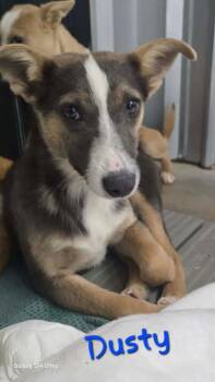 Chihuahua and Corgi Dogs Available for Adoption in Warrenton, Missouri - LH  Dusty | PetCurious