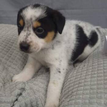 Rescue Pointer and Mixed Breed Dogs for Adoption - Chip (Inkspot Litter) | PetCurious