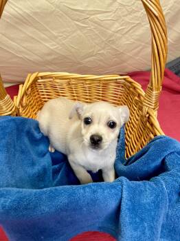 Leonard -  Mixed Breed Dog for Adoption in Lacon, Illinois - Leonard | PetCurious