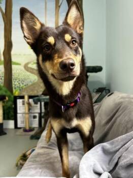 Amy -  Rottweiler and Siberian Husky Dog for Adoption in Erin, Ontario - Amy | PetCurious
