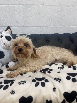 Yorkshire Terrier and Poodle Dogs Available for Adoption in York, South Carolina - Nala | PetCurious