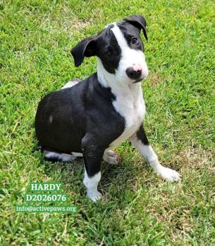 Hardy -  Mixed Breed Dog for Adoption in Conroe, Texas - Hardy | PetCurious