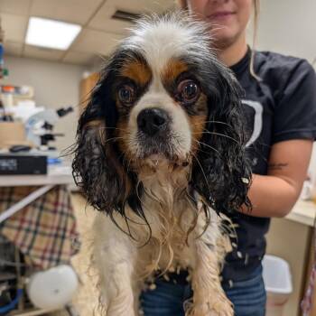 Cavalier King Charles Spaniel Dogs Available for Adoption in Pittsburg, Kansas - Charlie | PetCurious