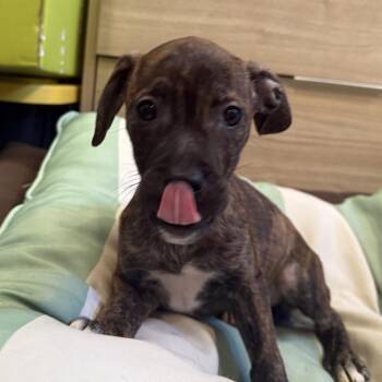Michonne -  Boxer and Beagle Dog for Adoption in Louisville, Kentucky - Michonne | PetCurious