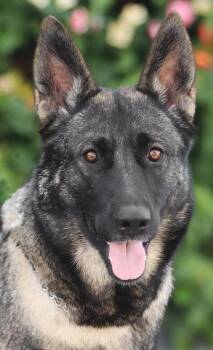 Chelsea von Cologne -  German Shepherd Dog Dog for Adoption in Los Angeles, California - Chelsea Von Cologne | PetCurious