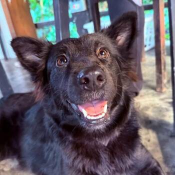 Mixed Breed Dogs Available for Adoption in Niagara Falls, Ontario - Negrita (20260408-02) | PetCurious