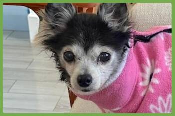 Chihuahua Dogs Available for Adoption in Amherst, Massachusetts - Penny | PetCurious