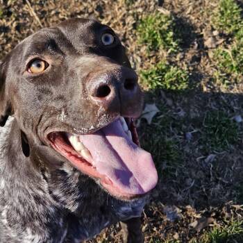 German Shorthaired Pointer Dogs Available for Adoption - Daisy | PetCurious