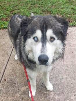 Alaskan Malamute Dogs Available for Adoption - BOSCO | PetCurious