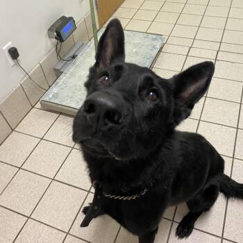 Karmen aka Athena -  Mixed Breed Dog for Adoption in Charleston, West Virginia - Karmen Aka Athena | PetCurious