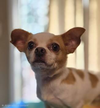 PATCHES -  Chihuahua Dog for Adoption in Social Circle, Georgia - PATCHES | PetCurious