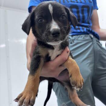 Olaf-green collar -  Mixed Breed Dog for Adoption in Bismarck, North Dakota - Olaf-green Collar | PetCurious