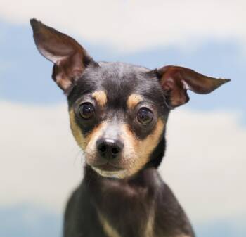 Kirby -  Chihuahua Dog for Adoption in Casa Grande, Arizona - Kirby | PetCurious