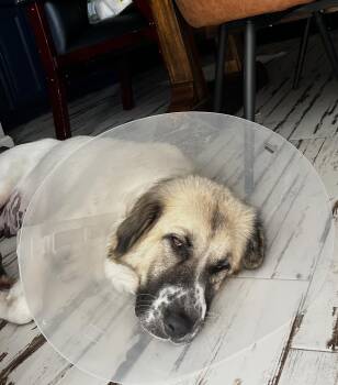 Harmony HTX -  Great Pyrenees Dog for Adoption in Quinlan, Texas - Harmony HTX | PetCurious