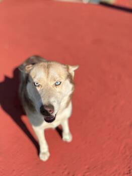 Siberian Husky Dogs Available for Adoption in Ventura, California - Ivy  | PetCurious
