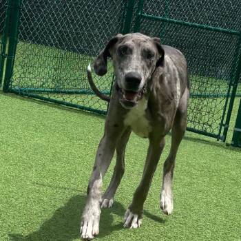 Lucky Lou 4839 -  Great Dane Dog for Adoption in Loxahatchee Groves, Florida - Lucky Lou 4839 | PetCurious
