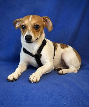 Pickles -  Jack Russell Terrier Dog for Adoption in Cedartown, Georgia - Pickles | PetCurious