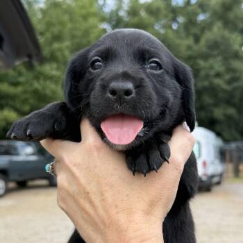 Madam Bovary -  Beagle and Boykin Spaniel Dog for Adoption in Columbia, South Carolina - Madam Bovary | PetCurious