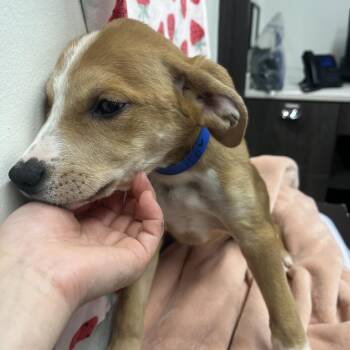 Kazuto -  Boxer and Mixed Breed Dog for Adoption in Tampa, Florida - Kazuto | PetCurious