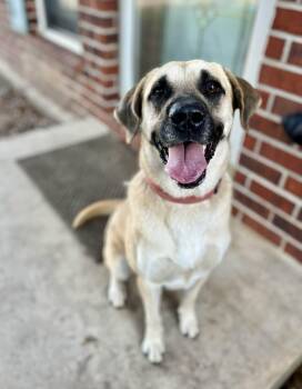 Cleo -  Black Mouth Cur Dog for Adoption in Gulfport, Mississippi - Cleo | PetCurious