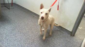 Siberian Husky Dogs Available for Adoption in Charlotte, North Carolina - A1264281 | PetCurious
