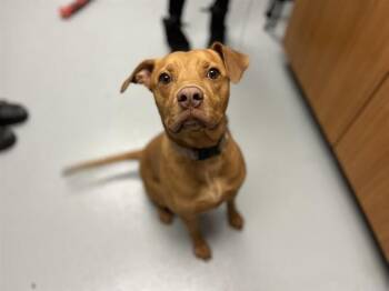 Mixed Breed Dogs Available for Adoption in St. Cloud, Florida - CANARY | PetCurious